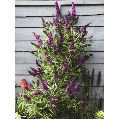 Arbre aux papillons 'Butterfly Towe' Pot de 4L/5L (1/2)
