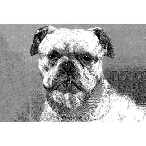 Papier peint panoramique animaux noir & blanc | Tapisserie panoramique dessin chien pour chambre ado | Papier peint panoramique bouledogue moderne - 270 x 400 cm (4 pièces) (1/2)
