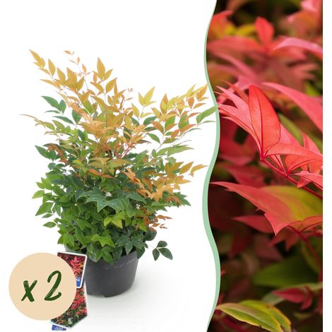 Nandina domestica Gulfstream - Lot de 2 Arbustes Persistants - Jardin et Balcon - Pot 17cm H45cm - PANGIVO (1/5)