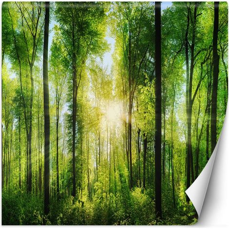 Fototapete, Waldbäume Sonnenstrahlen Natur – 100x100