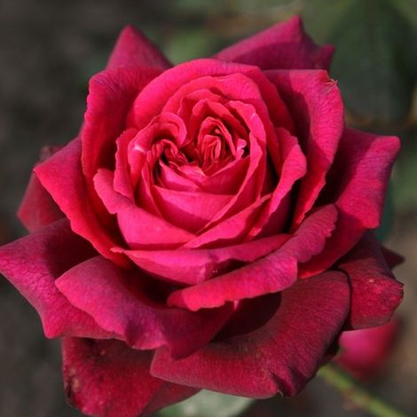 2 x Rosa  - Kordes Parfuma® rosier - Rosa 'Gräfin Diana'®