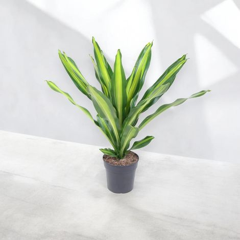 Gardenaria Dracaena fragrans 'Burley' - Pianta da interno ornamentale - Altezza: 70 cm (vaso 21) (1/5)