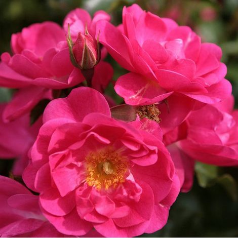 2 x Rosa  - Kordes Rigo-rosier - Rosa 'Neon'®