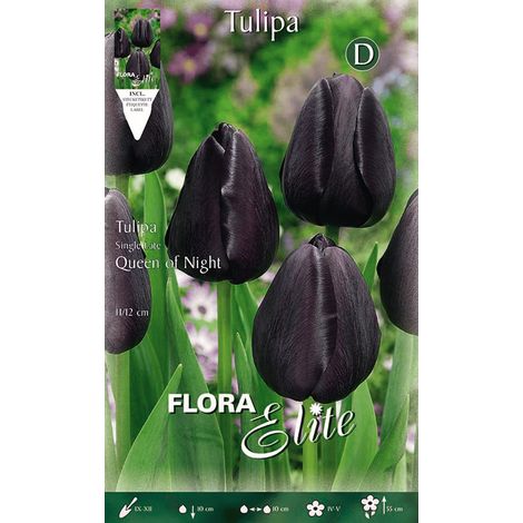 TULIPANO QUEEN OF NIGHT (CONFEZIONE DA 7 BULBI)
