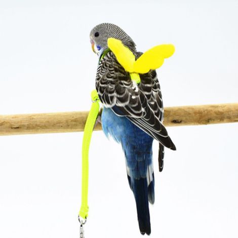 Niedliches Flügelgeschirr und Leine für das Flugtraining kleiner Vögel im Freien, verstellbares Flügelgeschirr und Leine für Papageien und Tauben (1/4)