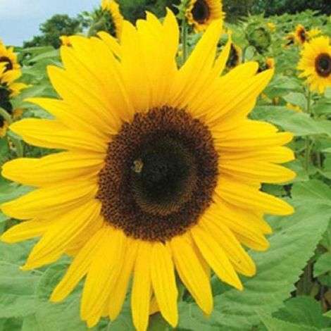 Graines de Tournesol Jaune 500 pcs – Grandes fleurs – Massifs et bouquets (1/2)