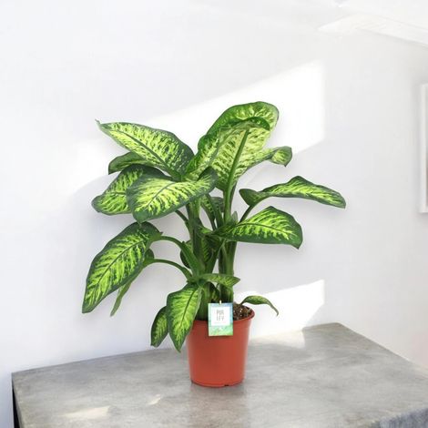 Gardenaria Dieffenbachia seguine 'Lemon tropic' - Pianta da interno ornamentale - Altezza: 80 cm (vaso 24) (1/4)