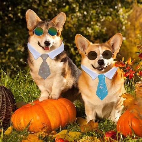 3 cravates pour chien et chat, ajustables, avec collier blanc, pour cérémonies et fêtes (1/5)