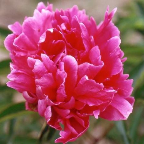 Pivoine herbacée Felix Crousse/Pot de 2L (1/5)