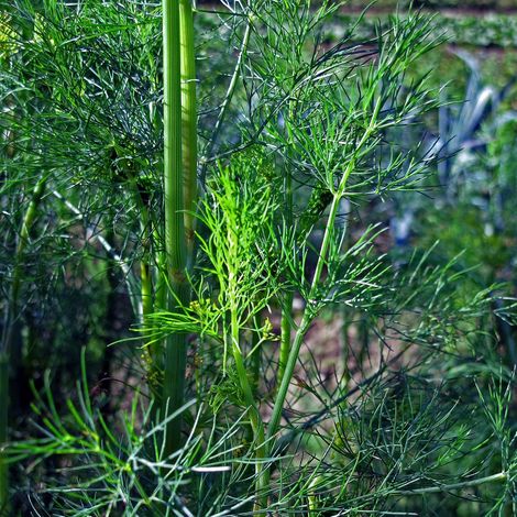 Aneth (Anethum graveolens) env. 600 semences (1/5)