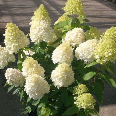Hortensia paniculata Magical® Sweet Summer 'Bokrathirteen', Hydrangea paniculata/Pot de 7,5L - 60/80 cm (1/2)