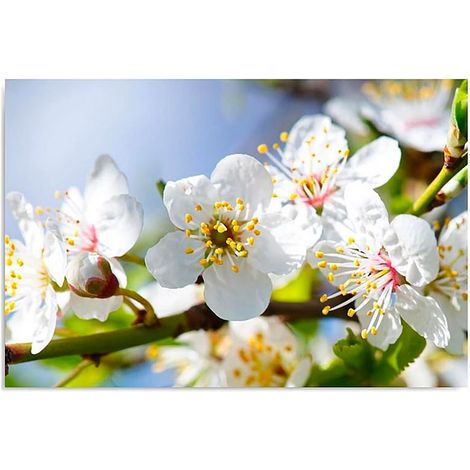Tableau branche en fleurs 3 - 120 x 80 cm (1/5)