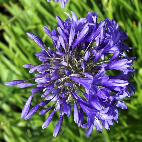 4 x Agapanthe - Agapanthus hybrida 'Purple Cloud' - godet 9x9 (1/4)