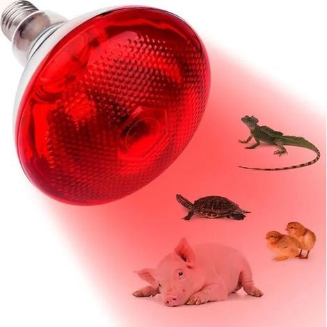 250-W-Infrarotlampe mit E27-Fassung, für Hühner, Hunde, Schweine und andere Tiere. HEIZUNG (1/5)