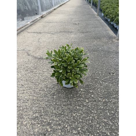 PITTOSPORUM TOBIRA NANUM VARIEGATUM CESP.17