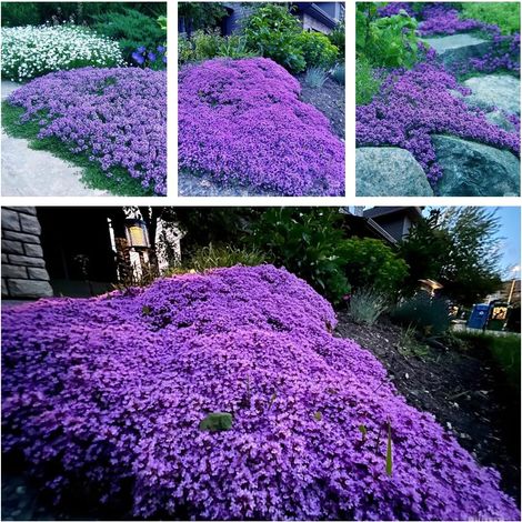 Graines de Thym – 40000 Graines pour Jardin et Conteneurs, Herbes Aromatiques Faciles et Parfumées, Violet (1/5)