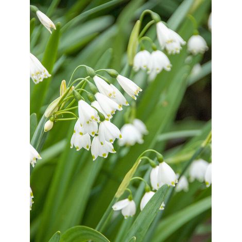 bulbi di LEUCOJUM GRAVITY GIANT 10/12