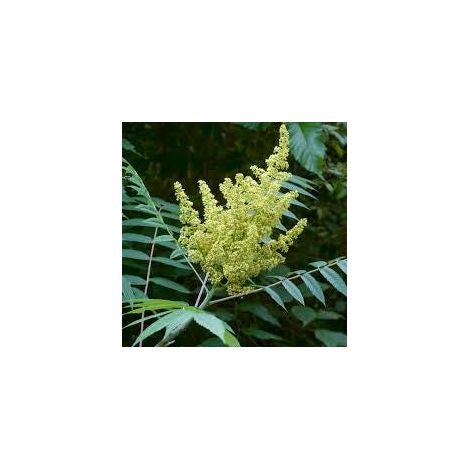 rhus glabra (smooth sumac) 3 talee/cuttings  white