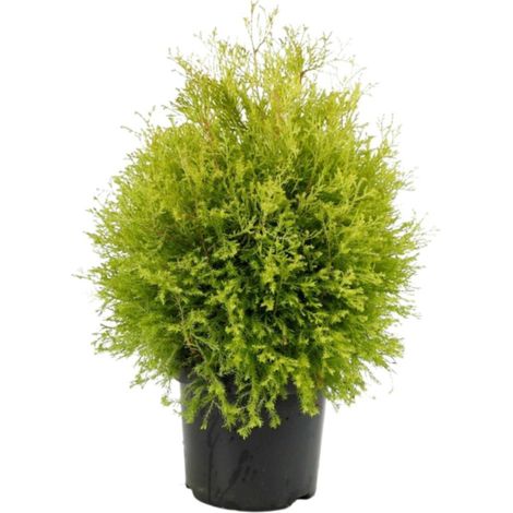 Thuya occidental Rheingold - Thuja occidentalis Rheingold 25/35cm (1/2)