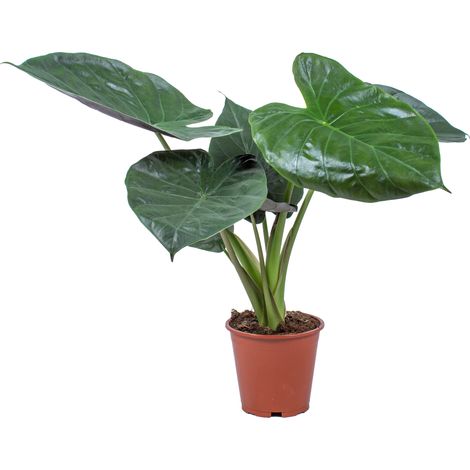 Bloomique - Alocasia Wentii - Oreille d’éléphant - Plantes d’intérieur - Hauteur 50-60 cm - Pot 19 cm