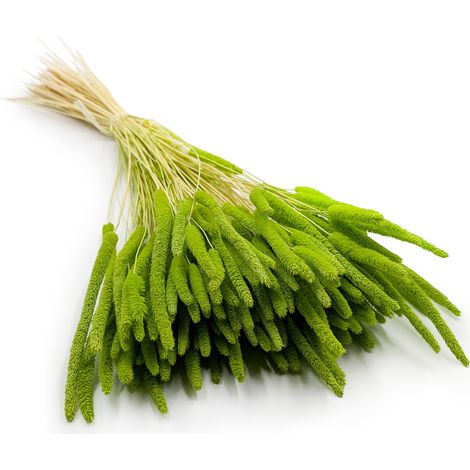 Erba secca - Timoteo (Phleum) - Verde chiaro