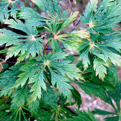 Érable du Japon à feuilles d'aconit 'Aconitifolium' - 60-80 cm