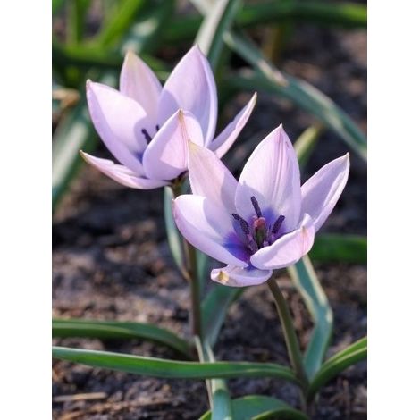 Tulipe botanique humilis 'Albocaerulea Oculata' Bulbe calibre 6+ (par 5) (1/2)