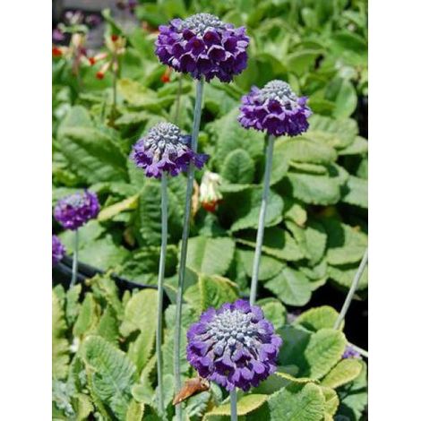 Primevère 'Mooreana' Godet de 8/9 cm (1/4)