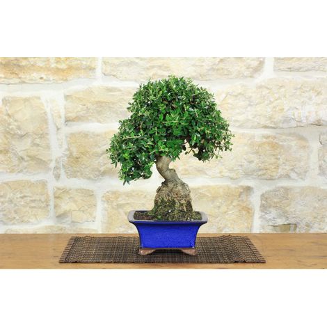 Bonsai di Olivastro (298) (1/5)