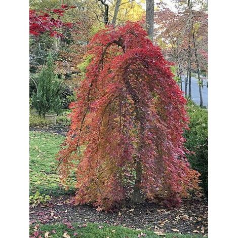 Érable du Japon 'Ryusen' Pot de 3L/4L, Tige