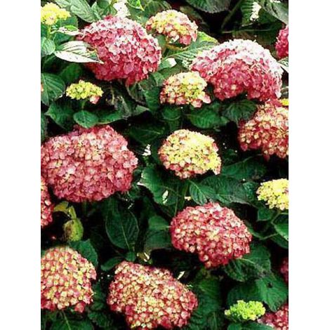 Hortensia 'King George VII' Pot de 2L/3L (1/4)