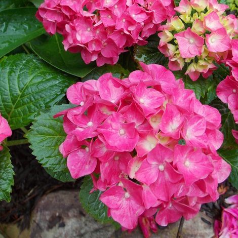 Hortensia 'Glowing Embers' - 25-30 cm pot