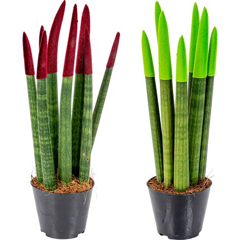 Lot de 2 plantes d'intérieur Sansevieria Velvet Touch – Dépolluantes – Hauteur 35 cm avec pot 9 cm – Facile à entretenir