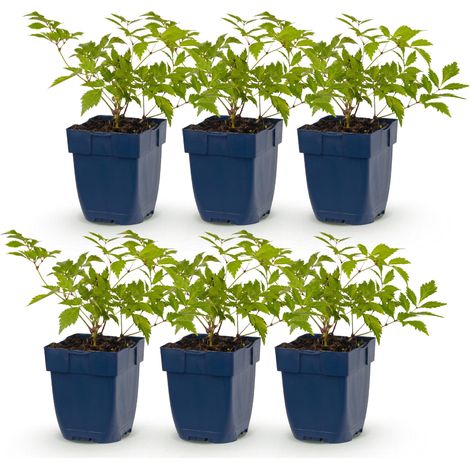 Astilbe japonica 'Deutschland' - Spirée à plumes - Plante Vivace d'Ombre - Blanc - Lot de 6 - PANGIVO (1/5)