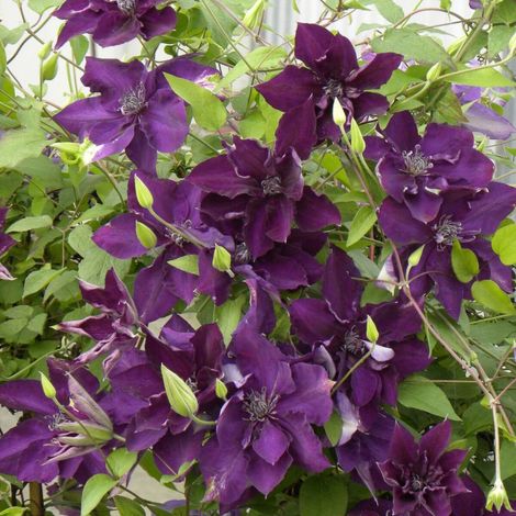 Clématite Amethyst Beauty™ 'Evipo043'/Pot de 3L - Echelle bambou 60/120 cm