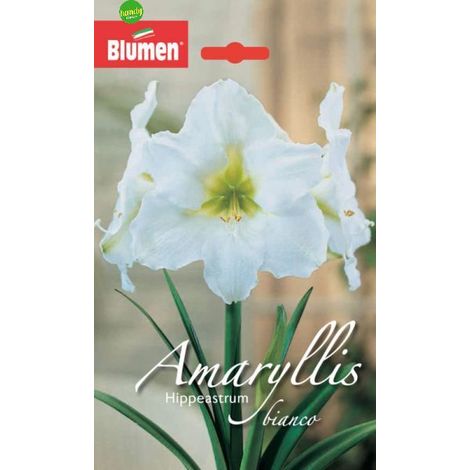 Amaryllis hippeastrum bianco Blumen