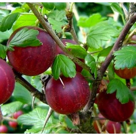 UVA SPINA ROKULA ROSSA (1 PIANTA)