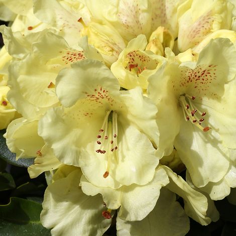 Rhododendron yakushimanum Easydendron Bohlken's Laura Pot de 4L/5L