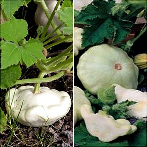 Semillas de Calabaza Patisson Blanca. 50 Gramos