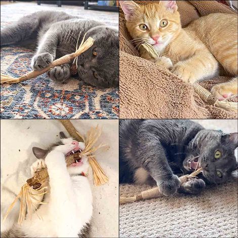 Lot de 4 lianes argentées naturelles pour chats - jouets à mâcher pour chatons, brosse à dents, jouet à l'herbe à chat, bâtonnet de dentition - jouets interactifs pour chatons d'intérieur, soins denta (1/3)