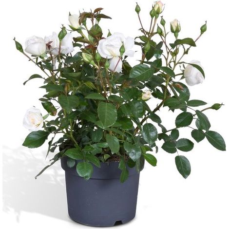 Rosiers en pot - Roses - Pour intérieur et extérieur - Hauteur : 45 cm - Diamètre du pot : 17 cm - Blanc (1/5)