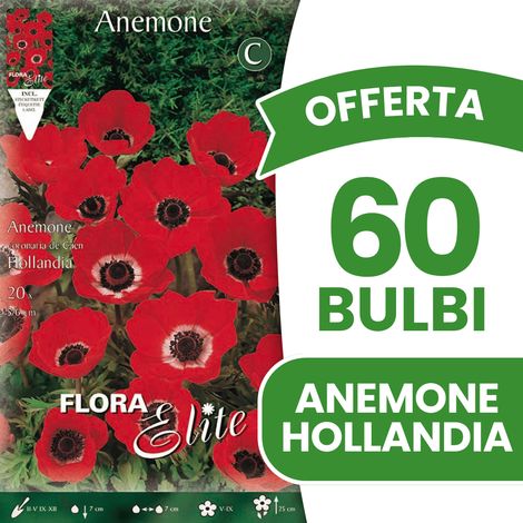 OFFERTA 60 BULBI ANEMONE HOLLANDIA BULBI BULBS BULBES