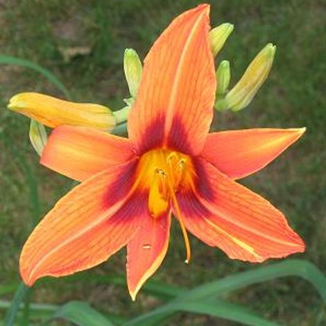 4 x Lis d'un jour  - Hemerocallis 'Rajah'  - godet 9x9 cm (1/4)
