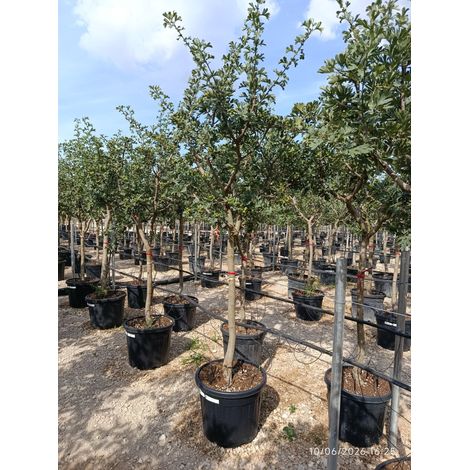 CRATAEGUS AZAROLUS ALB.55 1/2 FUSTO CRF.14/16