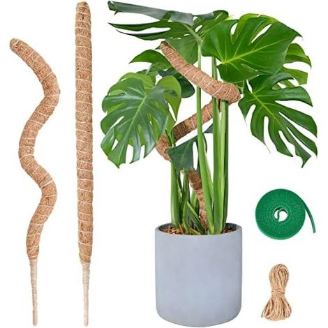 Tuteur Monstera pour Plantes, 60cm x 2 kit de Poteau Mousse Plantes Grimpantes, Coco d'intérieur - (1/5)