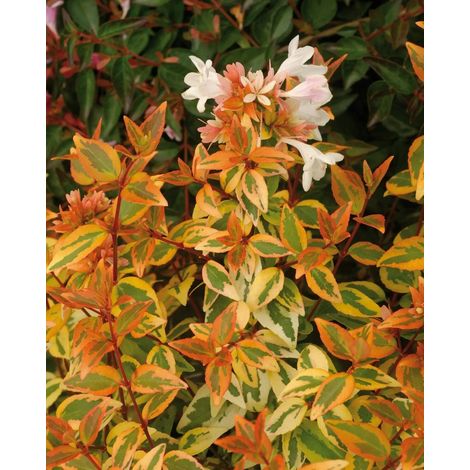 Gardenaria Abelia grandiflora 'Kaleidoscope' - Arbusto ornamentale da giardino - Altezza: 25/30 cm (vaso19) (1/5)