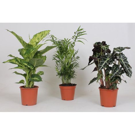 Plantes d’Intérieur Assorties Décoratives - Lot de 3 - Pot 17 cm - Hauteur 45 à 55 cm - PANGIVO
