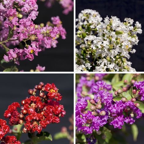 Lagerstroemia indica pianta ad alberello in vaso 30 cm h.150/180 cm COLORI MISTI