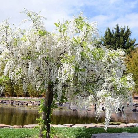 Pianta Innestata di Glicine ad Alberello "Wisteria Sinensis" Vaso ø33cm Altezza 130/150cm Colori Casuali (Viola, Rosa o Bianco) (1/5)