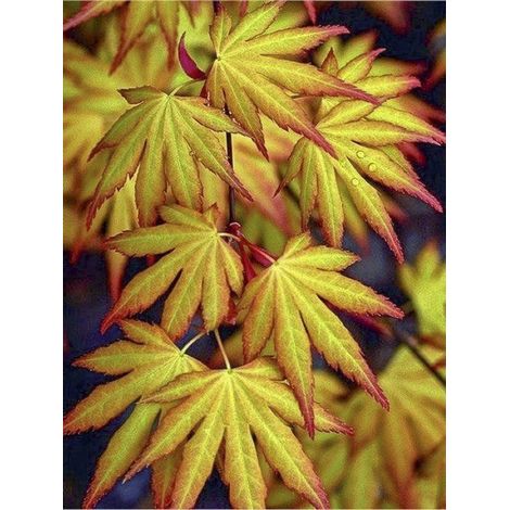 Érable du Japon 'Katsura' Pot de 30L/35L